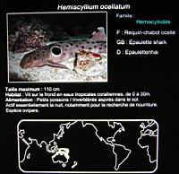 Requin-chabot ocelle, Hemiscyllium ocellatum (fam. Hemiscylliides) (txt).jpg
